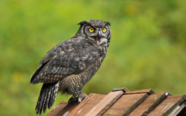 Black owl yellow eyes roof free wallpaper for desktop - medium preview image