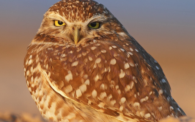 Owl yellow eye microscopic widescreen free wallpaper for desktop - medium preview image