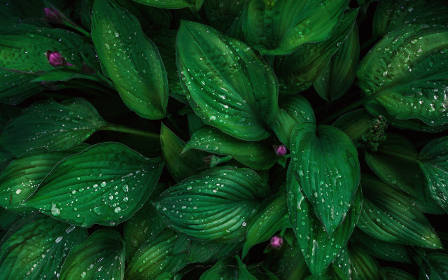 Green plant water droplets macro #10 free wallpaper for desktop - medium preview image
