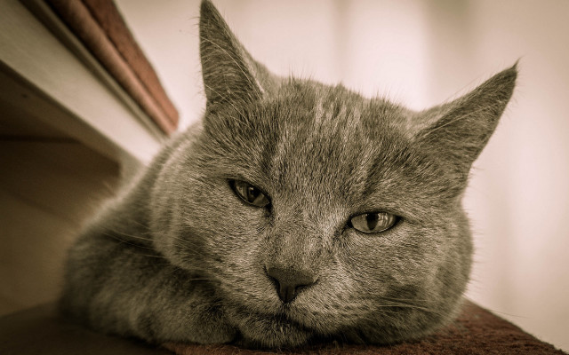 Sad cat chair eyes art free wallpaper for desktop - medium preview image