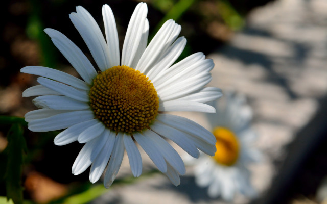 White flower yellow center macro #6 free wallpaper for desktop - medium preview image