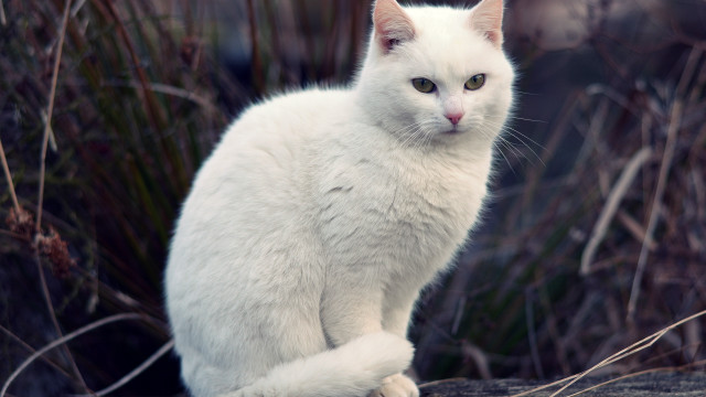 White cat on rock serious free wallpaper for desktop - medium preview image