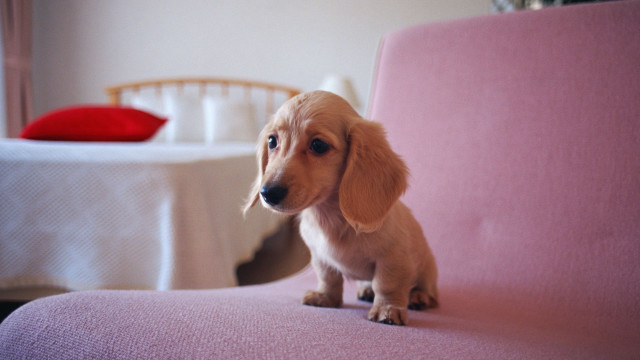 Small dog pink chair blurry free wallpaper for desktop - medium preview image