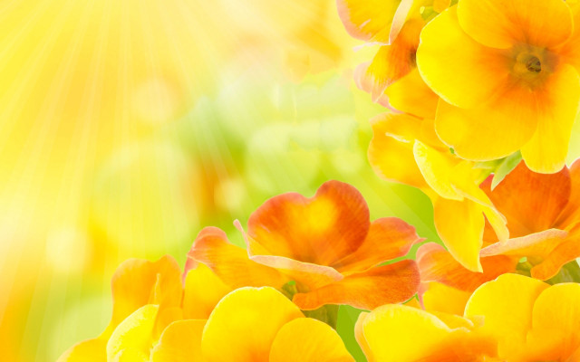Yellow sunflowers lens flare autumn free wallpaper for desktop - medium preview image