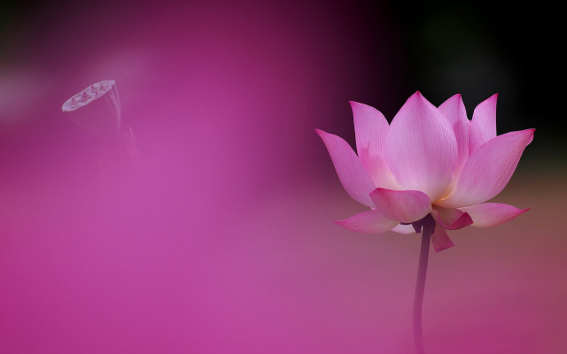 Pink flower bloom gradient macro free wallpaper for desktop - medium preview image