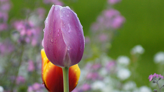 Purple flower yellow center green free wallpaper for desktop - medium preview image