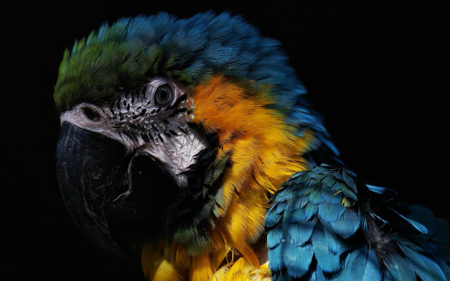 Colorful parrot black background serious free wallpaper for desktop - medium preview image