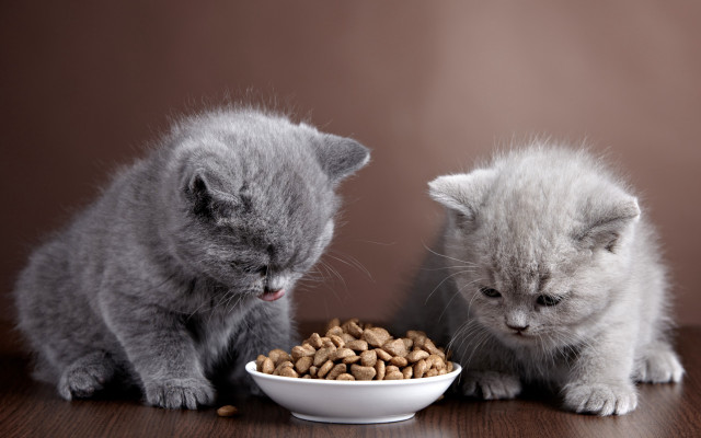 Kittens eating bowl cute realistic free wallpaper for desktop - medium preview image