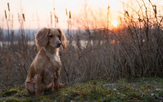 Dog sitting grass sunset autumn free wallpaper for desktop - medium preview image