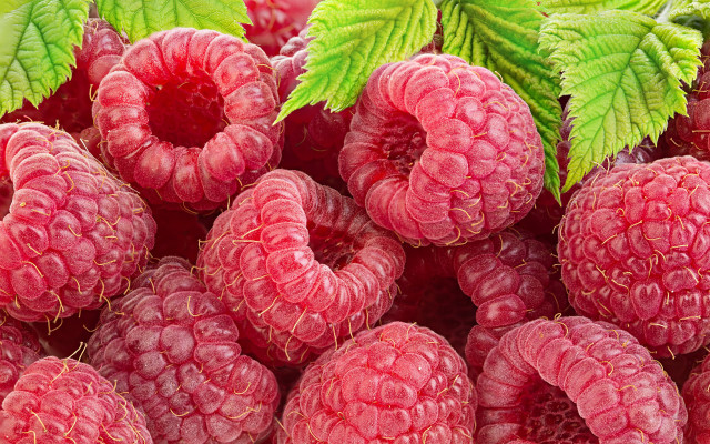 Raspberries green leaves water droplets free wallpaper for desktop - medium preview image