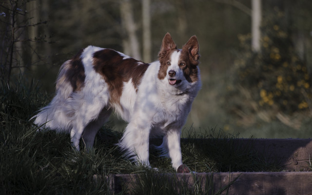 Dog tiltshift nature photorealism bush free wallpaper for desktop - medium preview image