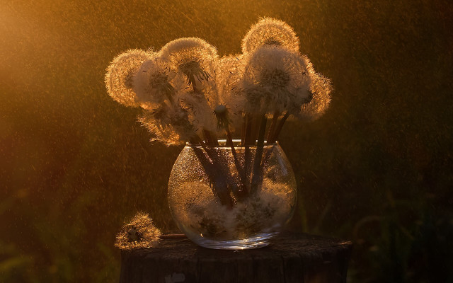 Vase white flowers wooden table free wallpaper for desktop - medium preview image