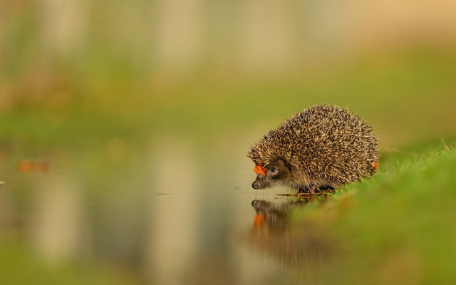 Hedgehog pond grass house reflection free wallpaper for desktop - medium preview image