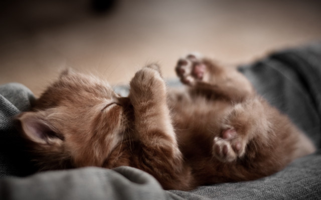 Kitten laying on blanket paw free wallpaper for desktop - medium preview image