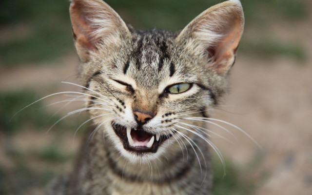 Cat open mouth carlos catasse free wallpaper for desktop - medium preview image