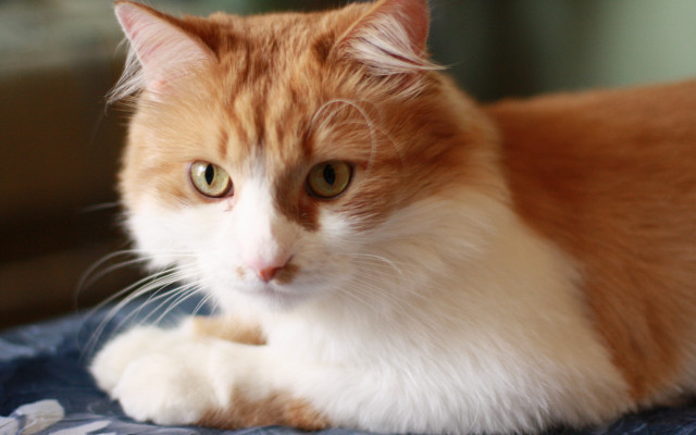 Cat bed blue blanket window free wallpaper for desktop - medium preview image