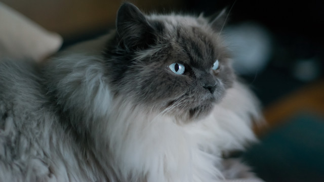 Cat blue eyes serious couch free wallpaper for desktop - medium preview image