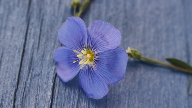 Blue flower hydrangea leaf macro free wallpaper for desktop - medium preview image