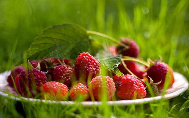 Raspberries strawberries plate grass water free wallpaper for desktop - medium preview image