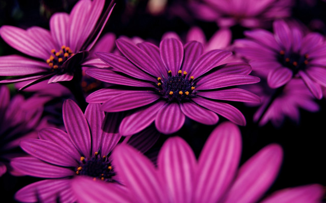 Purple flower field macro blurry #5 free wallpaper for desktop - medium preview image