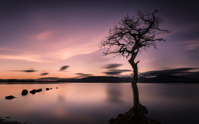 Lone tree water sunset purple free wallpaper for desktop - medium preview image