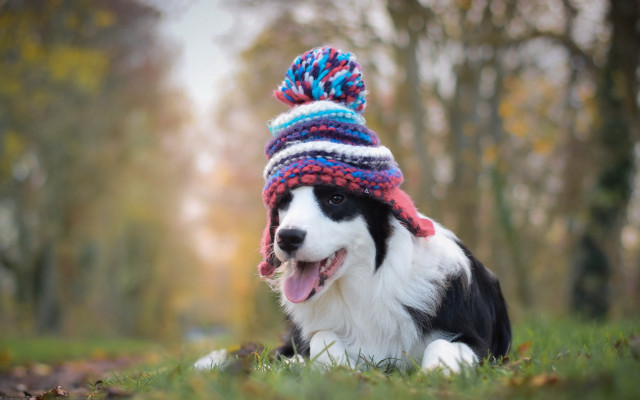 Dog colorful hat laying park free wallpaper for desktop - medium preview image