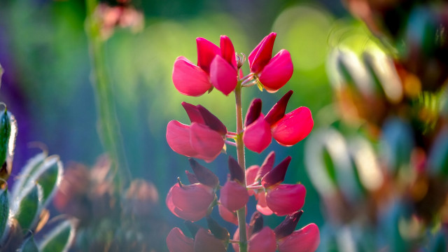 Pink lily macro bokeh blurry free wallpaper for desktop - medium preview image