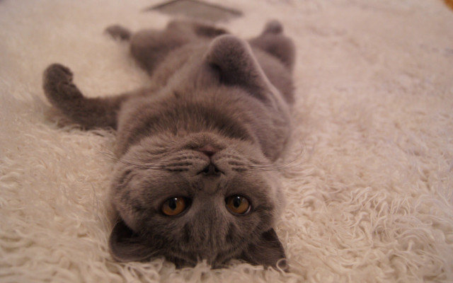 Cat glamor jigsaw superflat white free wallpaper for desktop - medium preview image