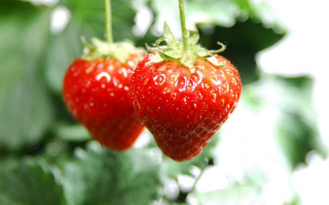 Strawberries hanging tree green leaves free wallpaper for desktop - medium preview image