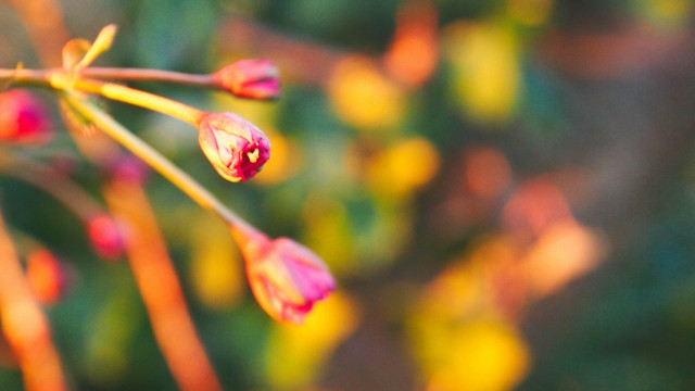 Flower macro bokeh blurry background free wallpaper for desktop - medium preview image