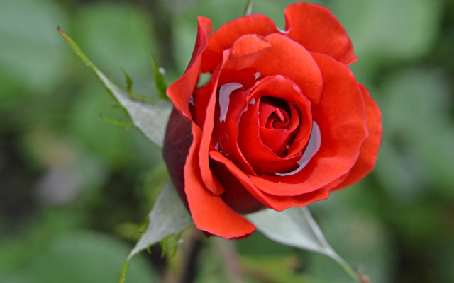 Red rose green leaves macro free wallpaper for desktop - medium preview image