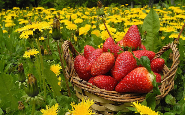 Strawberries dandelions autumn basket field free wallpaper for desktop - medium preview image