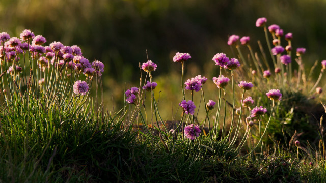 Flower field bush hydrangea leaves free wallpaper for desktop - medium preview image
