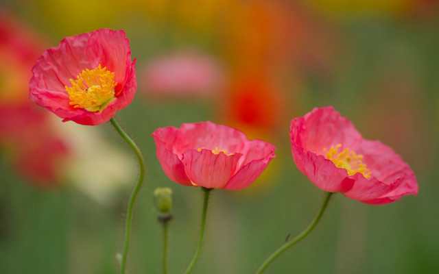 Pink flowers field blurry background free wallpaper for desktop - medium preview image