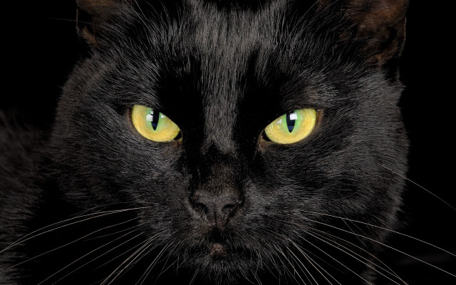 Black cat yellow eyes gothic #12 free wallpaper for desktop - medium preview image
