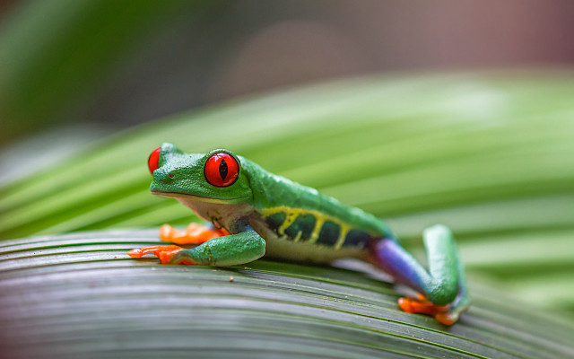 Red eyed frog leaf macro free wallpaper for desktop - medium preview image