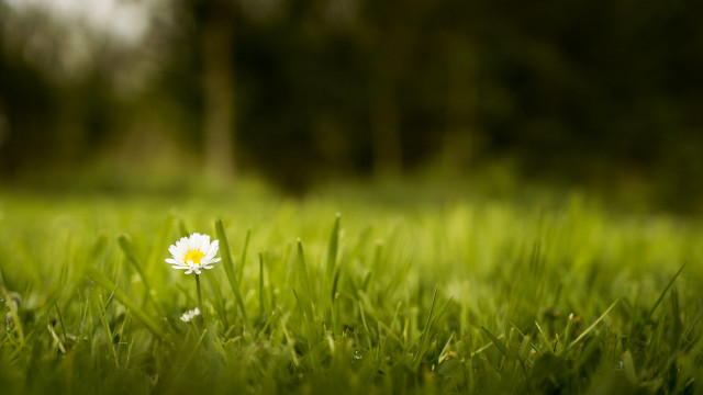 White flower in field blurry free wallpaper for desktop - medium preview image