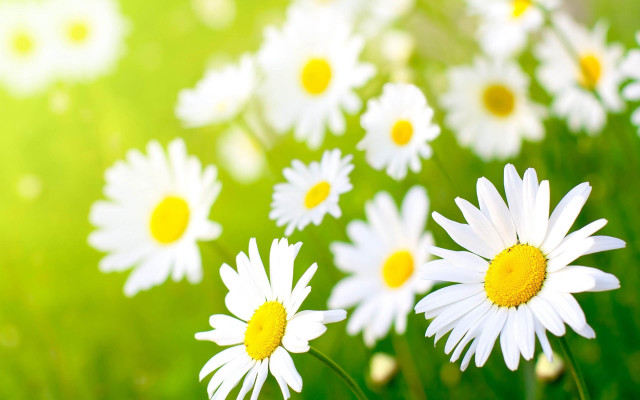 Daisies grass sunshine blurry background free wallpaper for desktop - medium preview image