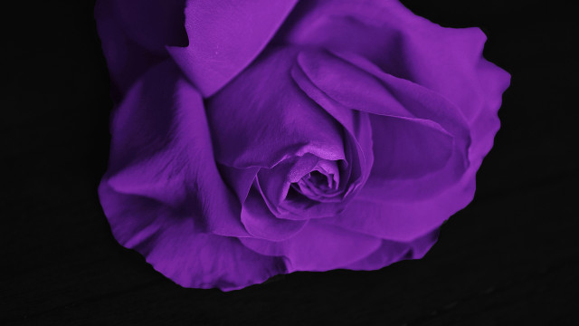 Purple rose dark room black free wallpaper for desktop - medium preview image