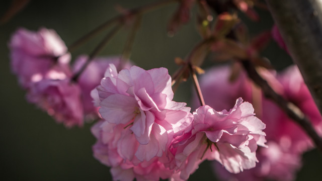 Pink flower branch bokeh spring free wallpaper for desktop - medium preview image