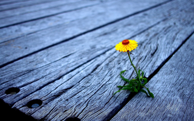 Yellow flower wooden bench macro free wallpaper for desktop - medium preview image