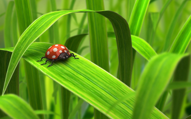 Ladybug green leaf grass bokeh #2 free wallpaper for desktop - medium preview image