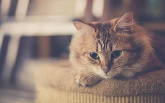 Sad cat on chair carlos free wallpaper for desktop - medium preview image