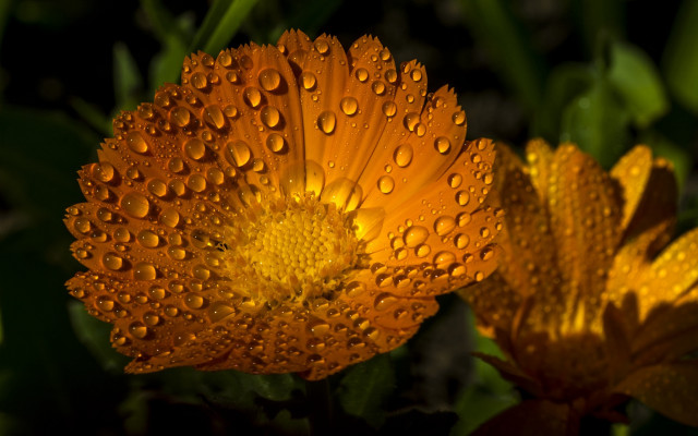Flower water droplets macro autumn #3 free wallpaper for desktop - medium preview image