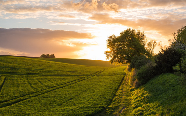 Sunset field path tree clouds free wallpaper for desktop - medium preview image