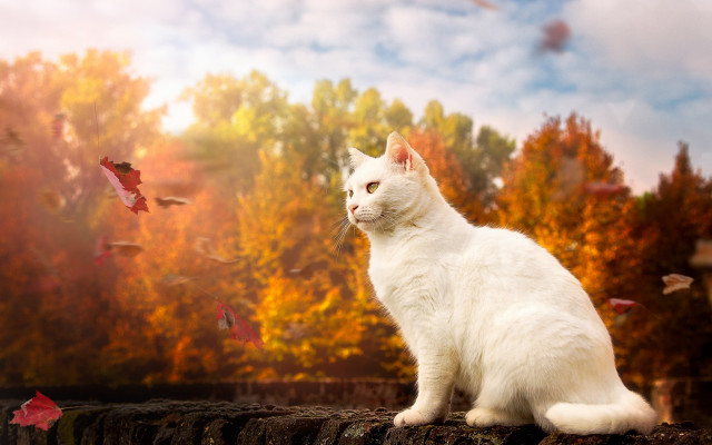 White cat wall trees flying free wallpaper for desktop - medium preview image