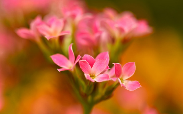 Pink flower bokeh macro impressionism free wallpaper for desktop - medium preview image