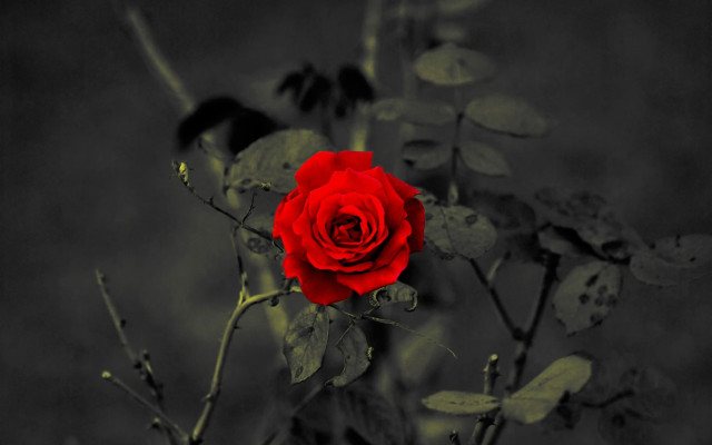 Red rose black white gothic free wallpaper for desktop - medium preview image