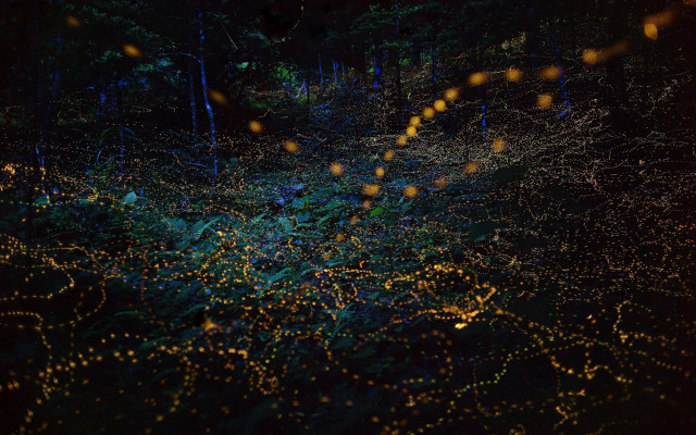 Blurry forest lights branches fireflies free wallpaper for desktop - medium preview image