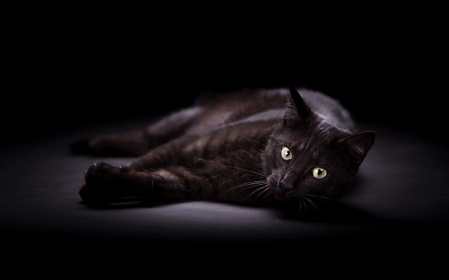 Black cat laying glowing green free wallpaper for desktop - medium preview image